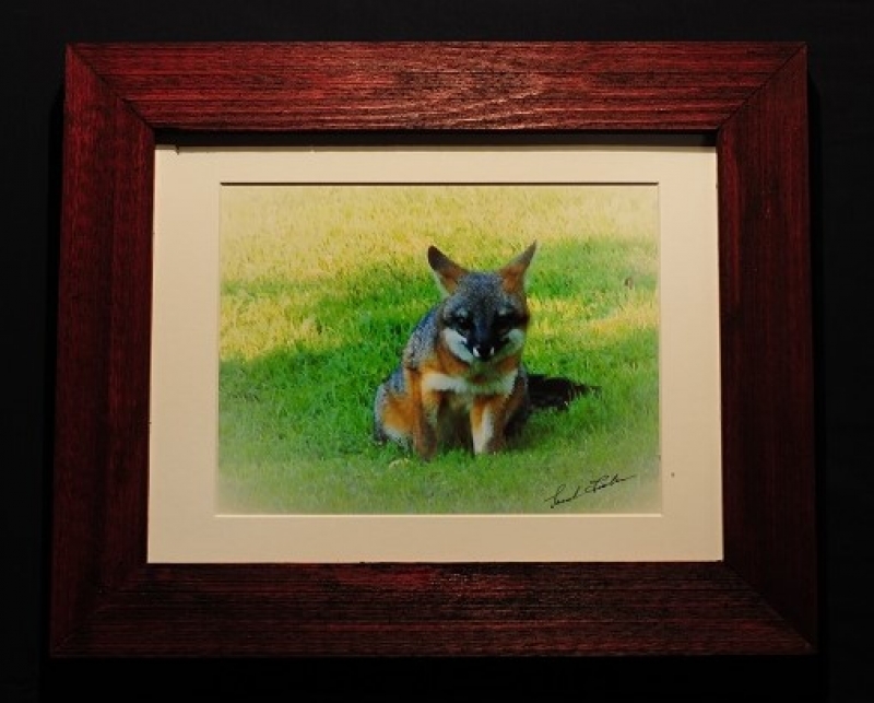 Grey fox by artist lenard fisher